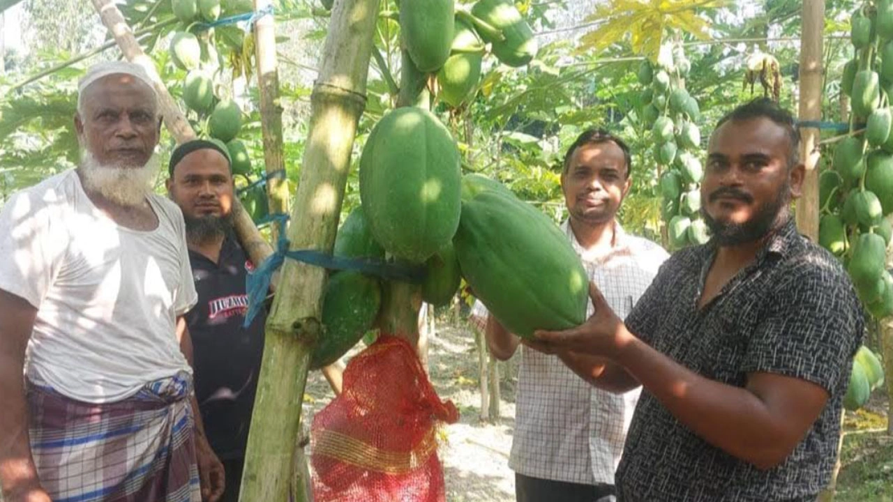 কুড়িগ্রামে কেঁচো সার ব্যবহার করে পেঁপে ও কলা চাষে সফল