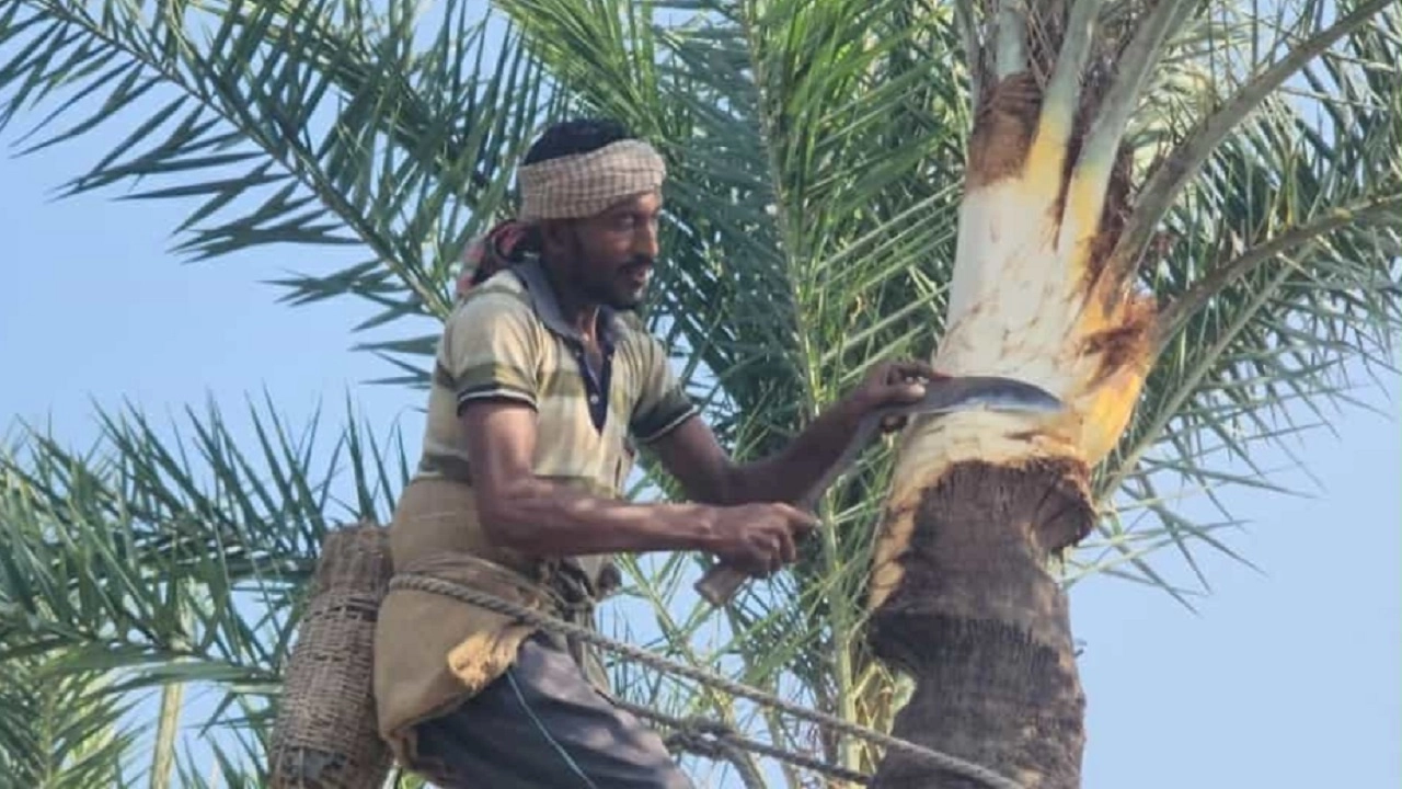 খেজুর গাছ পরিচর্যায় ব্যস্ত নড়াইলের গাছিরা