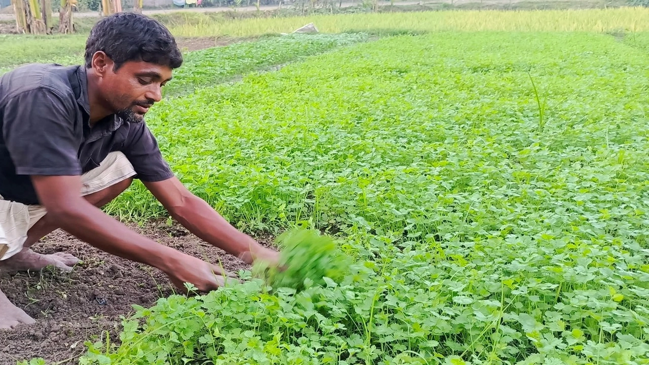 লালমনিরহাটে অস্বাভাবিক ও অসময়ের বৃষ্টিতে এ বছর ধনিয়া পাতার উৎপাদনে বড় ধরণের ঘাটতি দেখা দিয়েছে