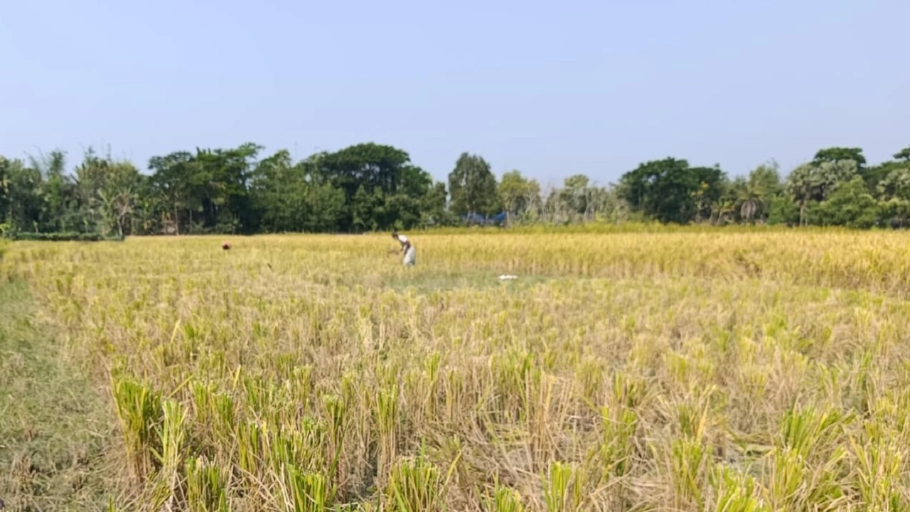 ধান কেটে নিলো প্রতিপক্ষ