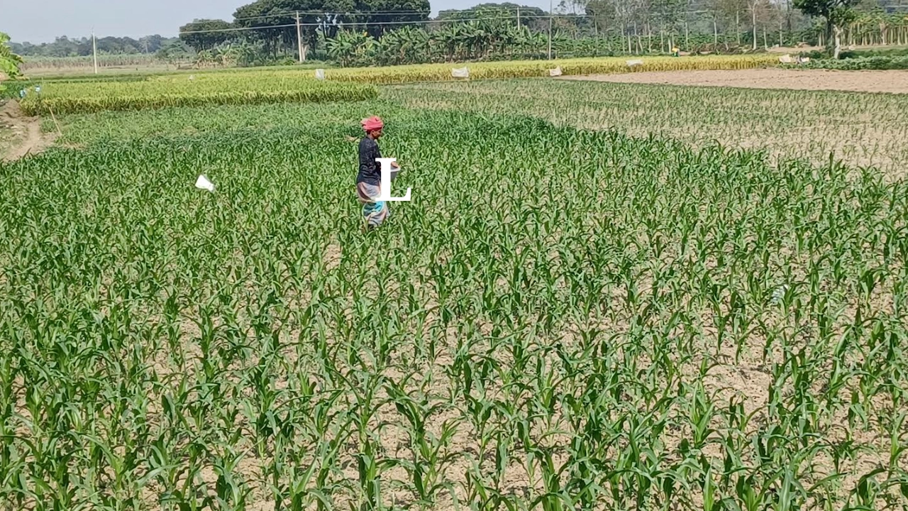 ফসলি জমিতে সার দিচ্ছেন কৃষক