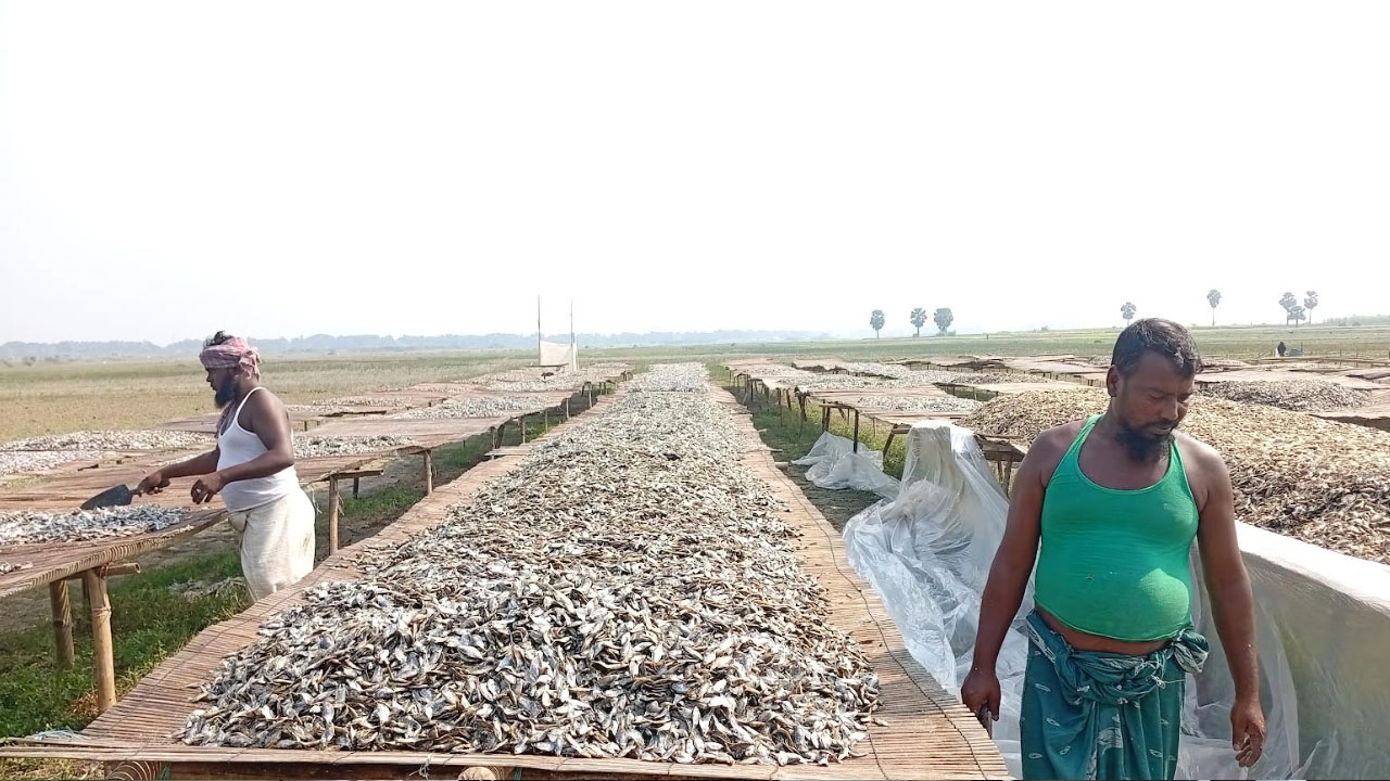 নড়াইলের চ্যাপা শুঁটকি