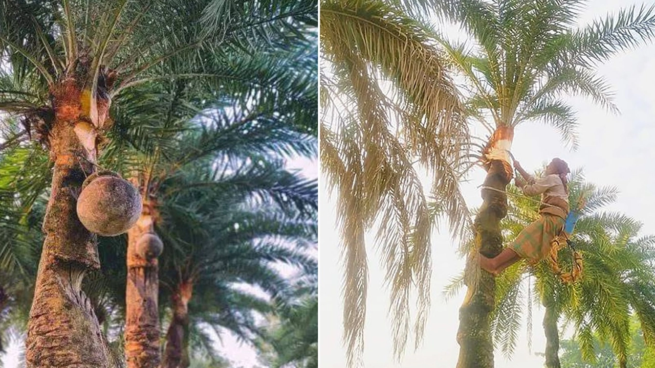 খেঁজুর গাছ কাটার ধুম