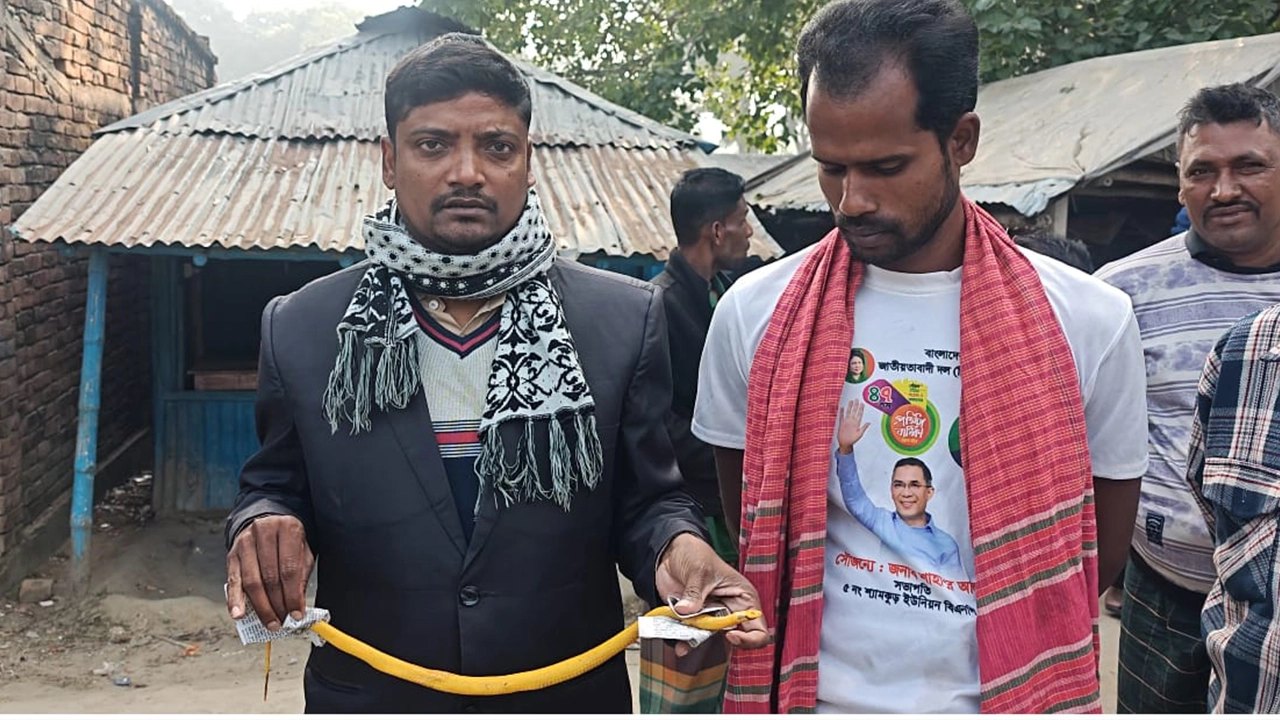 বিরল প্রজাতির একটি হলুদ সাপ উদ্ধার