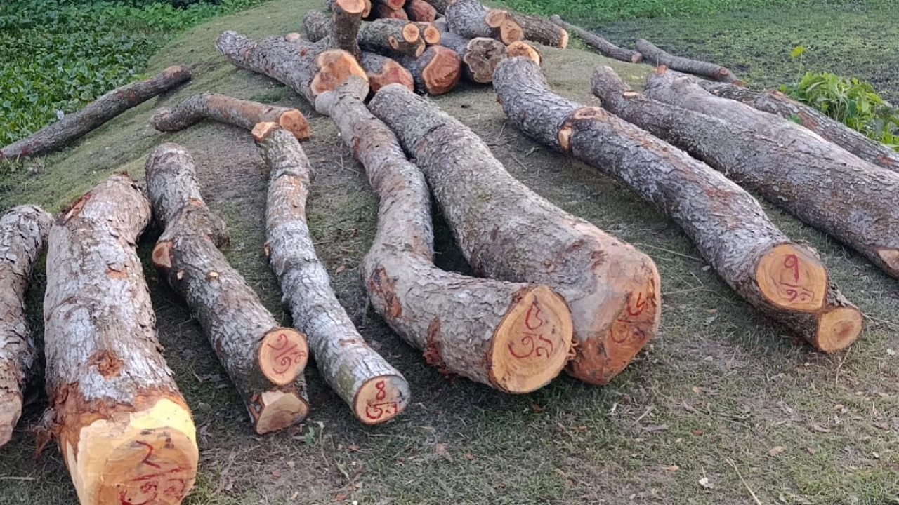 বিভিন্ন প্রজাতির ৩১টি সরকারি গাছ