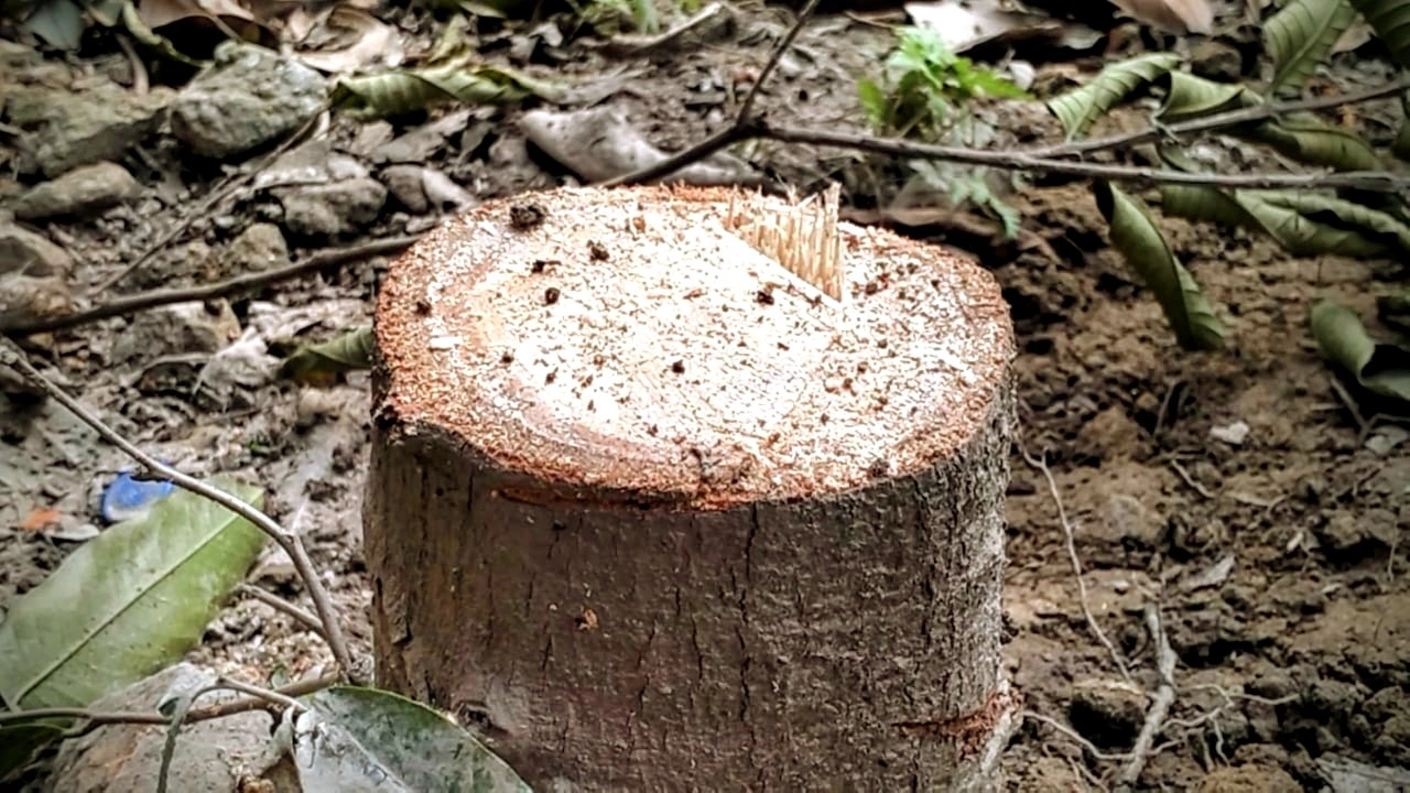 প্রাণিসম্পদ কর্মকর্তার মাধ্যমে কাটা গাছ