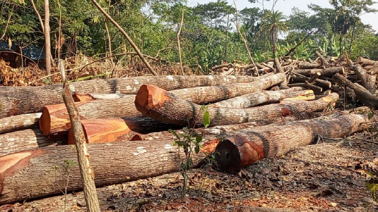 কেটে ফেলা বন্যা নিয়ন্ত্রণ বাঁধের গাছ