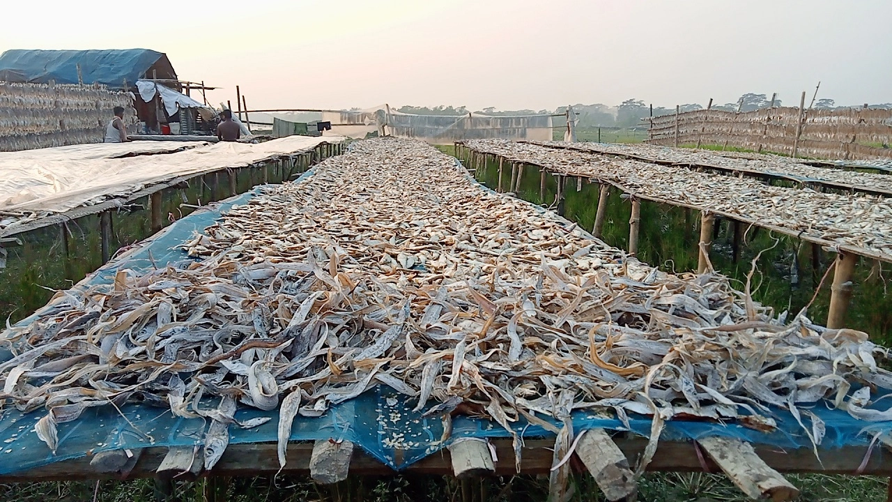 বিষমুক্ত শুটকি