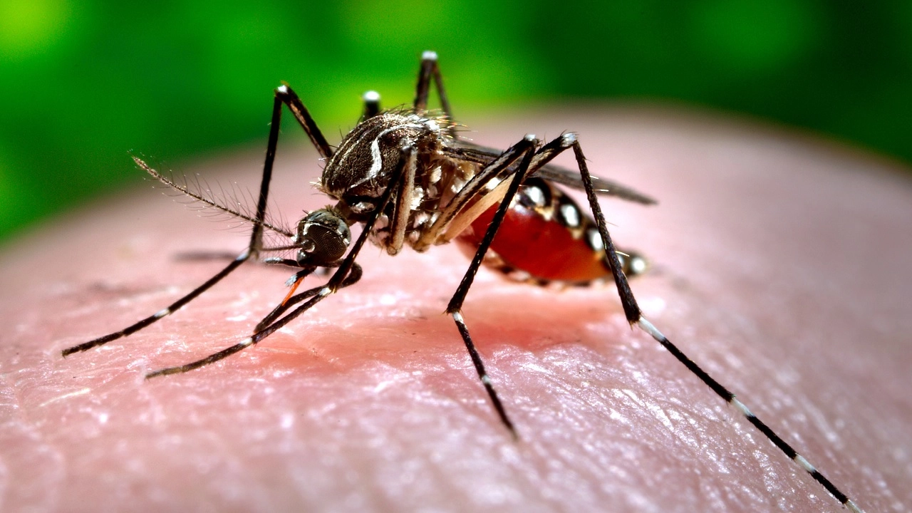 ডেঙ্গুতে আরও ৭ জনের মৃত্যু