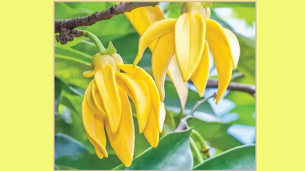 খালেদা জিয়ার লাগানো কাঁঠালিচাঁপার গাছে হাসিনার কোপ