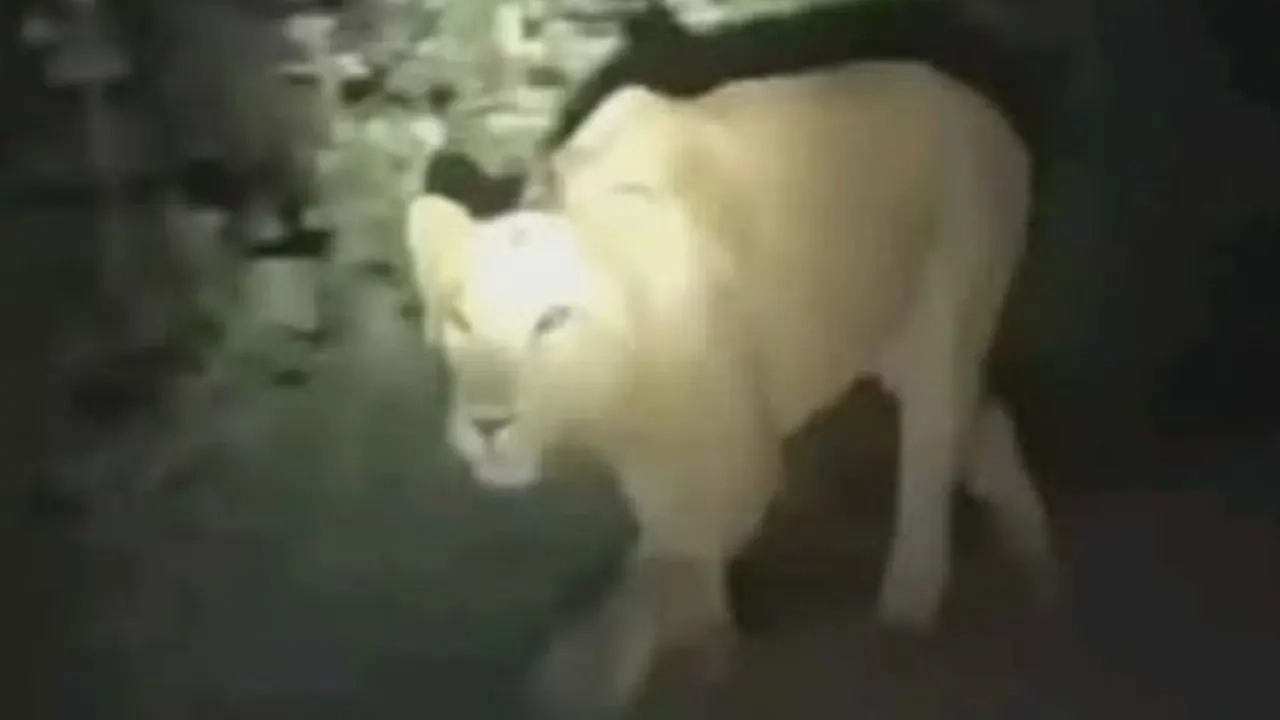 স্ত্রী সিংহটির নাম ডেইজি