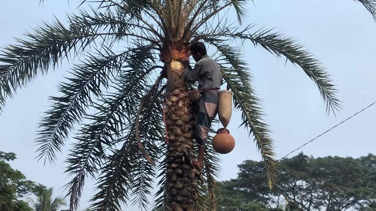 রস সংগ্রহের প্রস্তুতিতে ব্যস্ত সময় পার করছেন গাছিরা