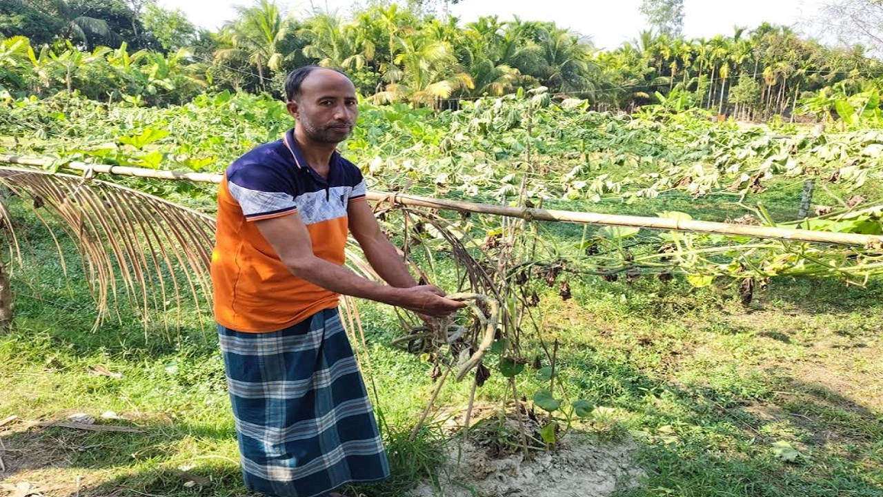 লাউ ক্ষেত