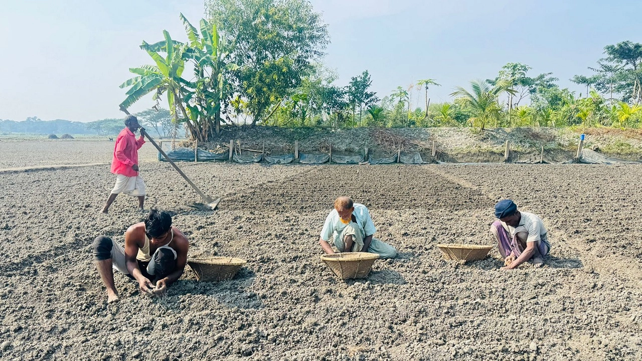 চাঁদপুরে আলু বপন করছেন কৃষকরা