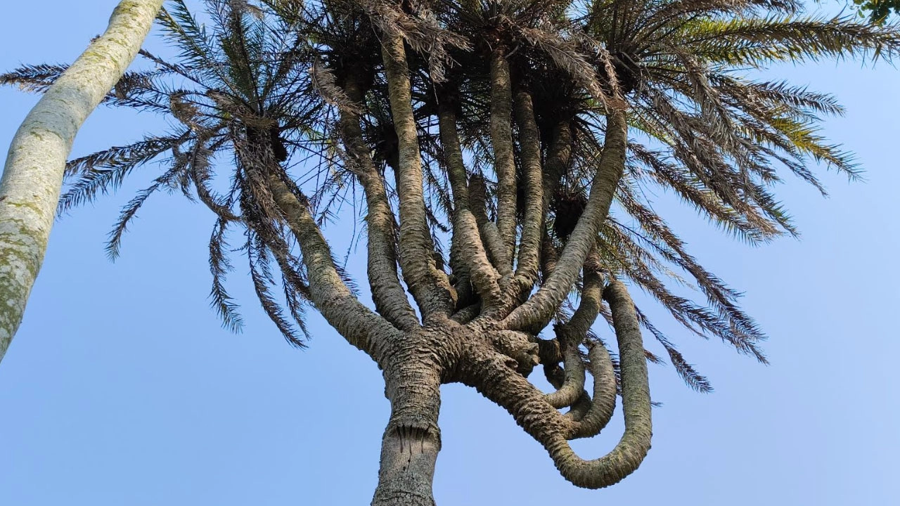 এক খেজুর গাছের ২২ মাথা
