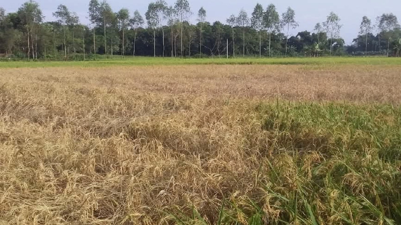 ধান ক্ষেত