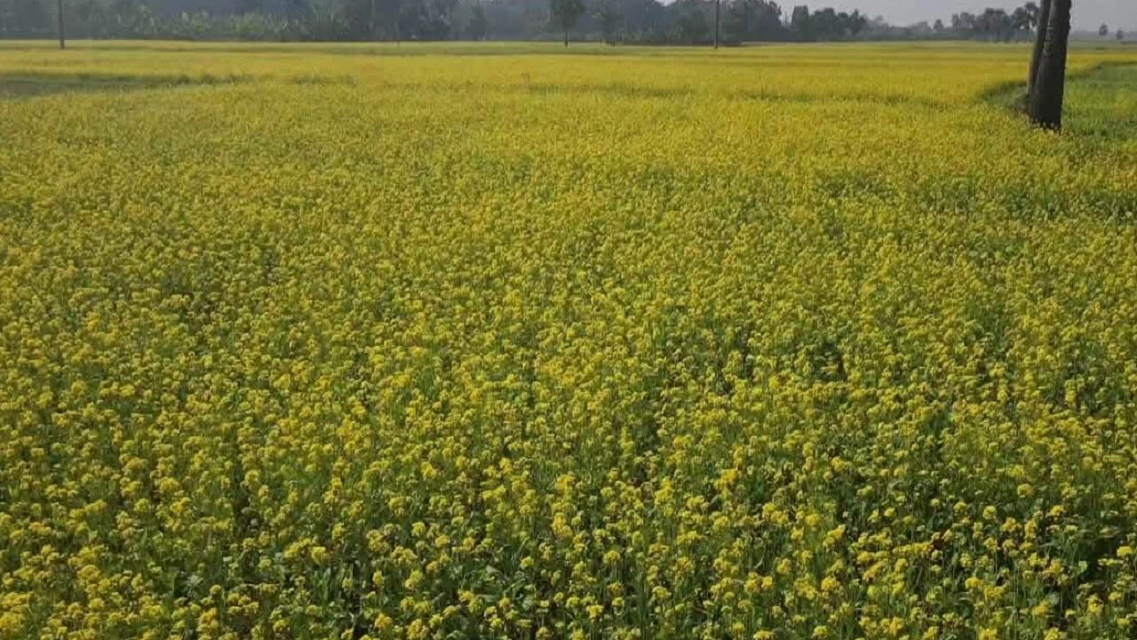 সরিষা ক্ষেত