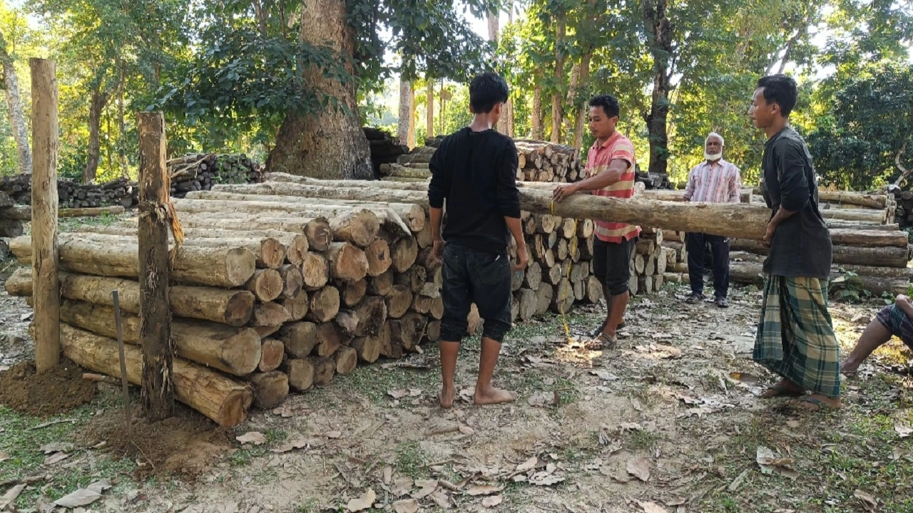 উদ্ধার করা অবৈধ কাঠ