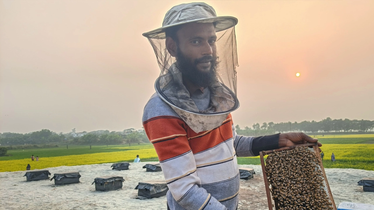 সরিষা ফুলের মৌসুমে বক্স থেকে সংগ্রহ করা হচ্ছে খাঁটি মধু