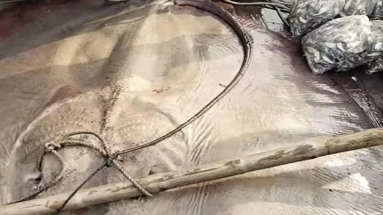 ২৪০ কেজির শাপলা পাতা মাছ