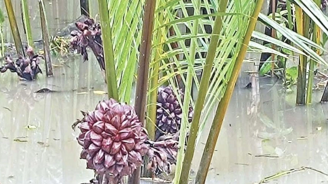 সুন্দরবনে গোলগাছের ফল