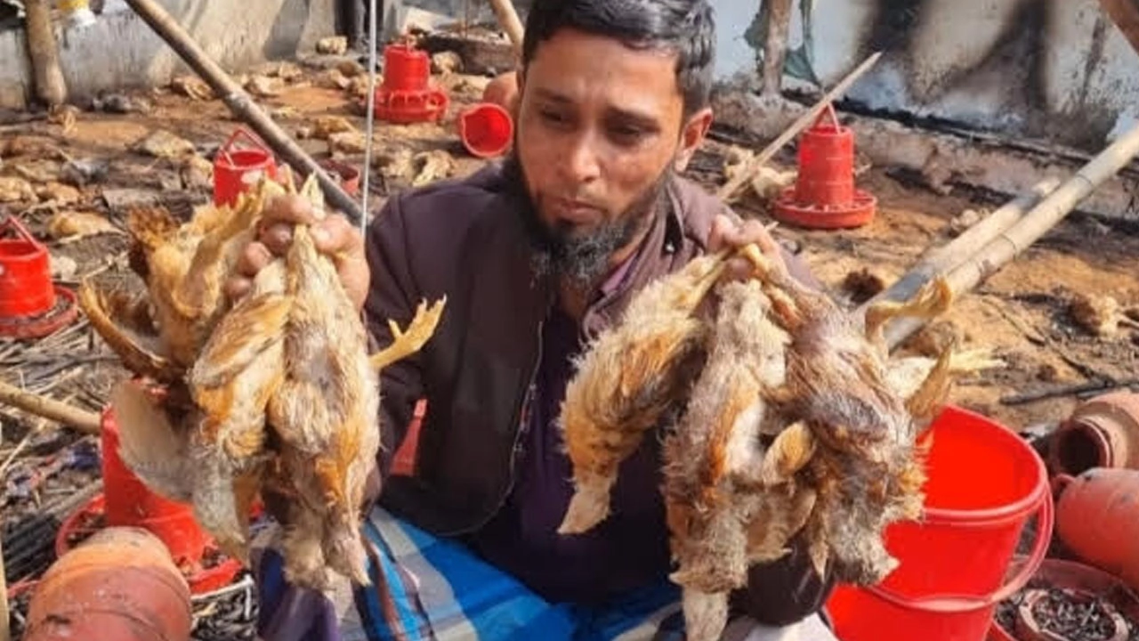 আগুনে পুড়ল খামারের ৩ হাজার মুরগি