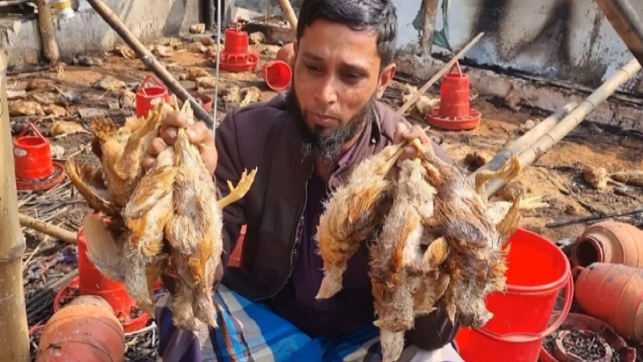 জসিমের তিন হাজার মুরগি পুড়ে ছাই