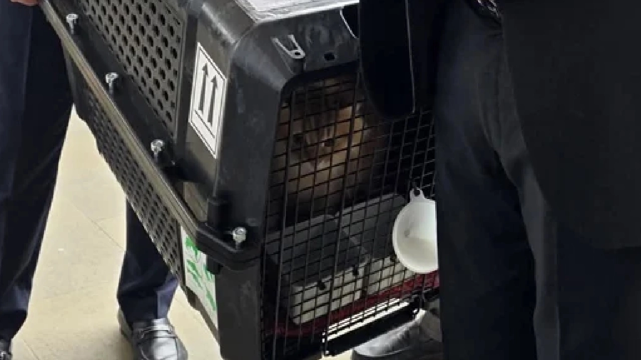 ঢাকায় ফিরলো বিড়াল জেবু