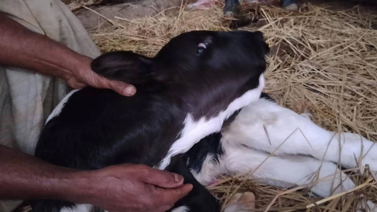 দুই মুখ ও তিন চোঁখের  অদ্ভুত বাছুরের জন্ম