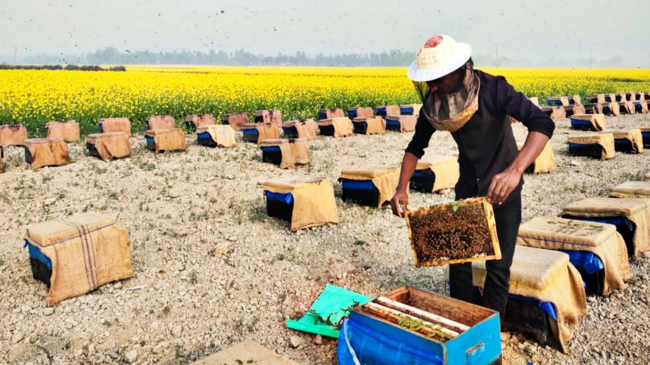 মধু উৎপাদন