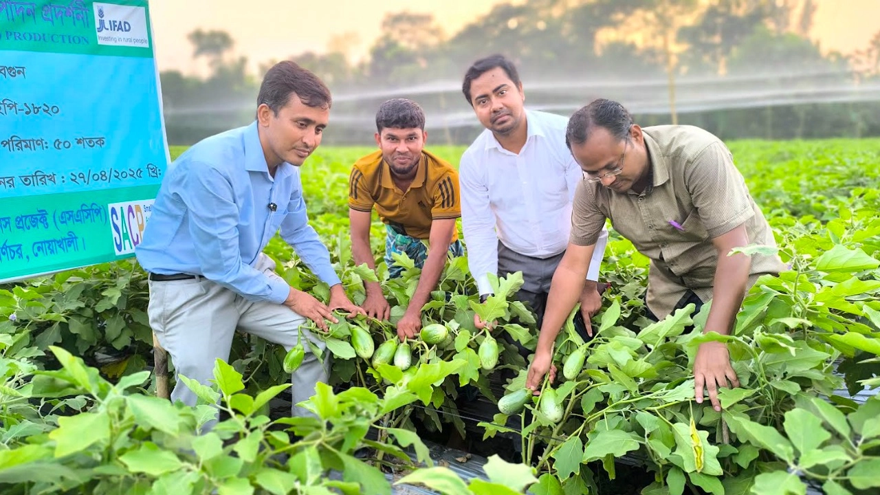 বেগুন ক্ষেত
