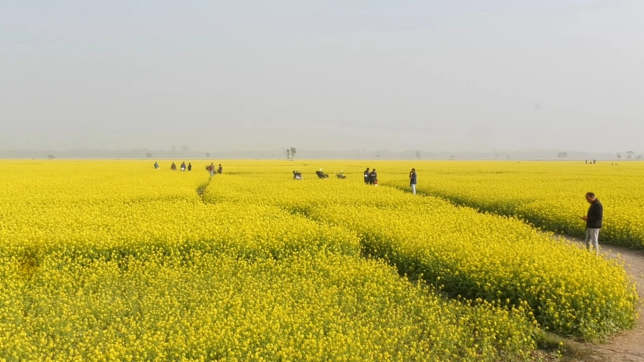 সরিষার হলুদ ফুলের গন্ধ মাতিয়ে তুলেছে পুরো এলাকা।