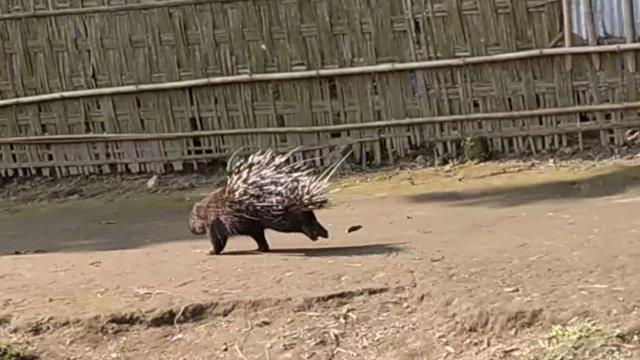 বিরল প্রজাতির সজারু উদ্ধার