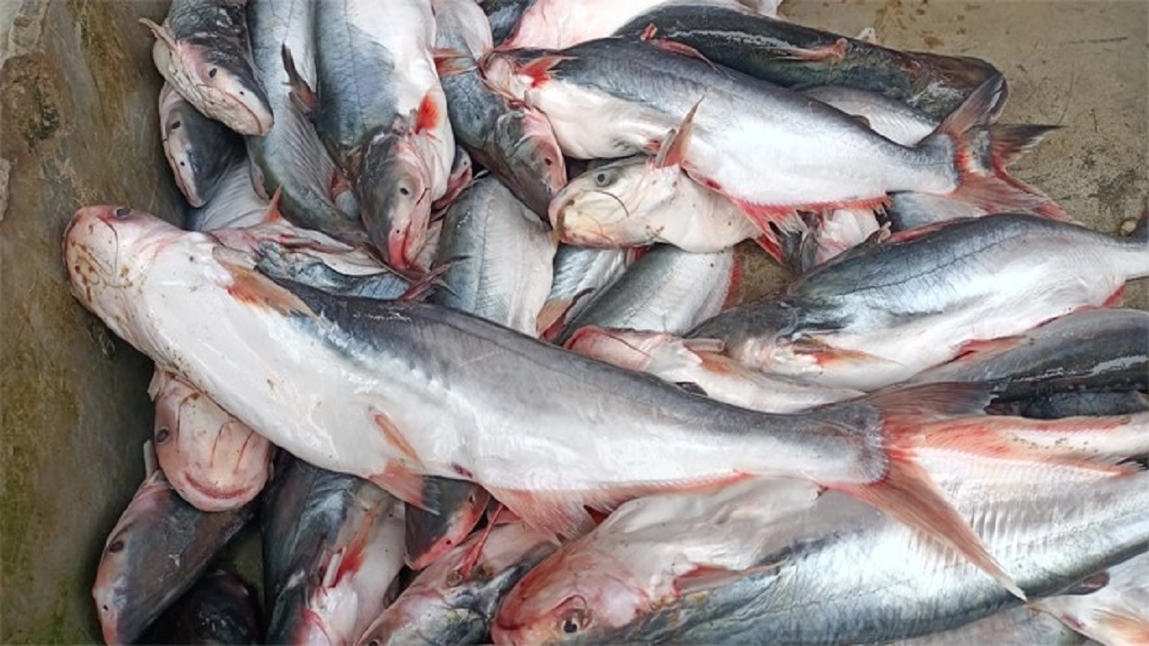 পাঙাশ মাছ