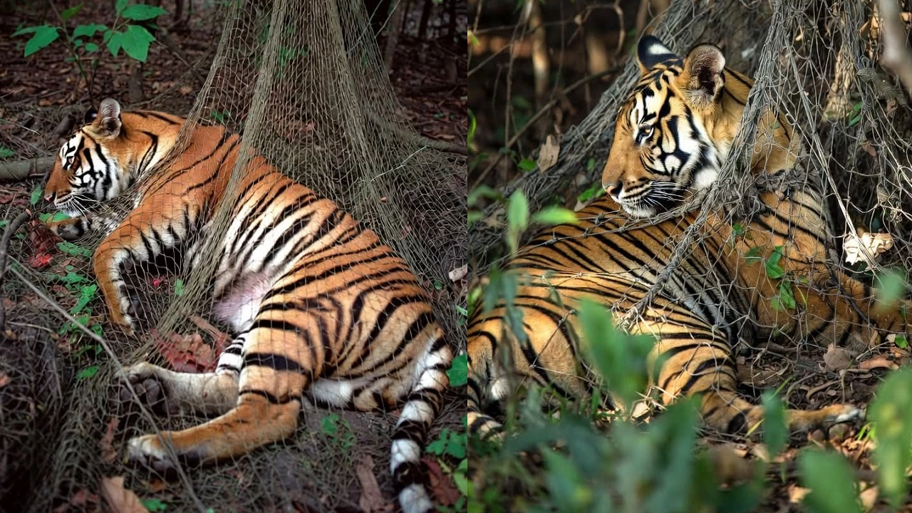 রয়েল বেঙ্গল টাইগার