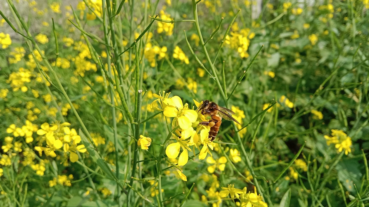 সরিষা ফুল