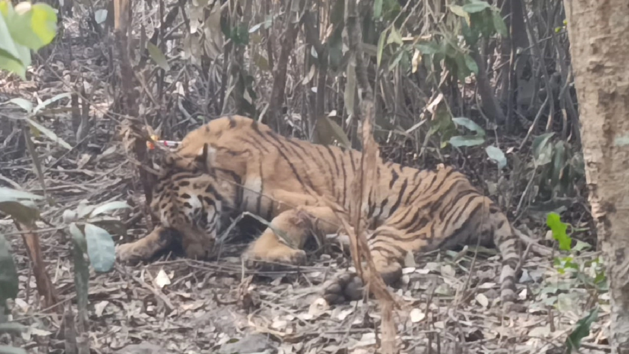 ফাঁদে বন্দি বাঘ