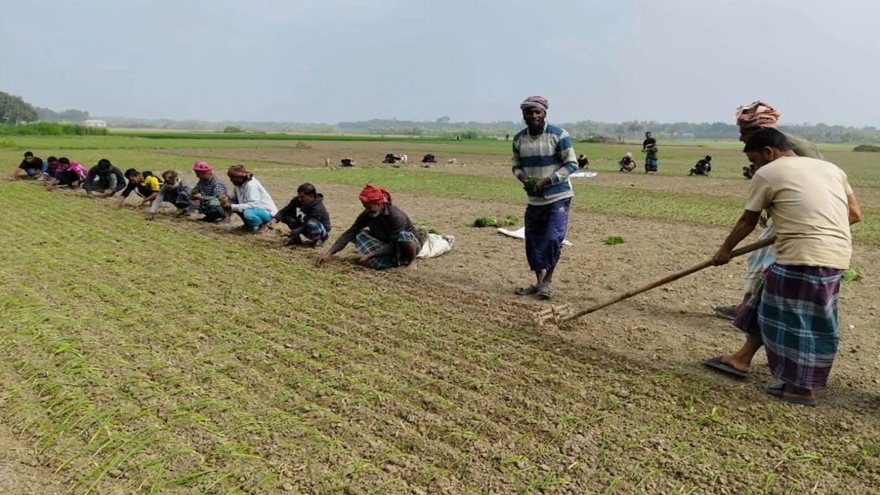 শীতকালীন পেঁয়াজ চাষে ব্যস্ত কৃষকরা