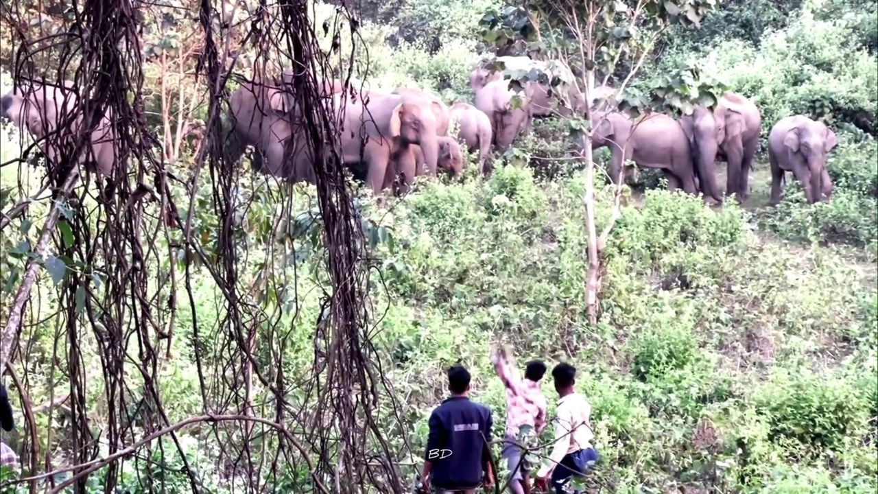 বন্যহাতি