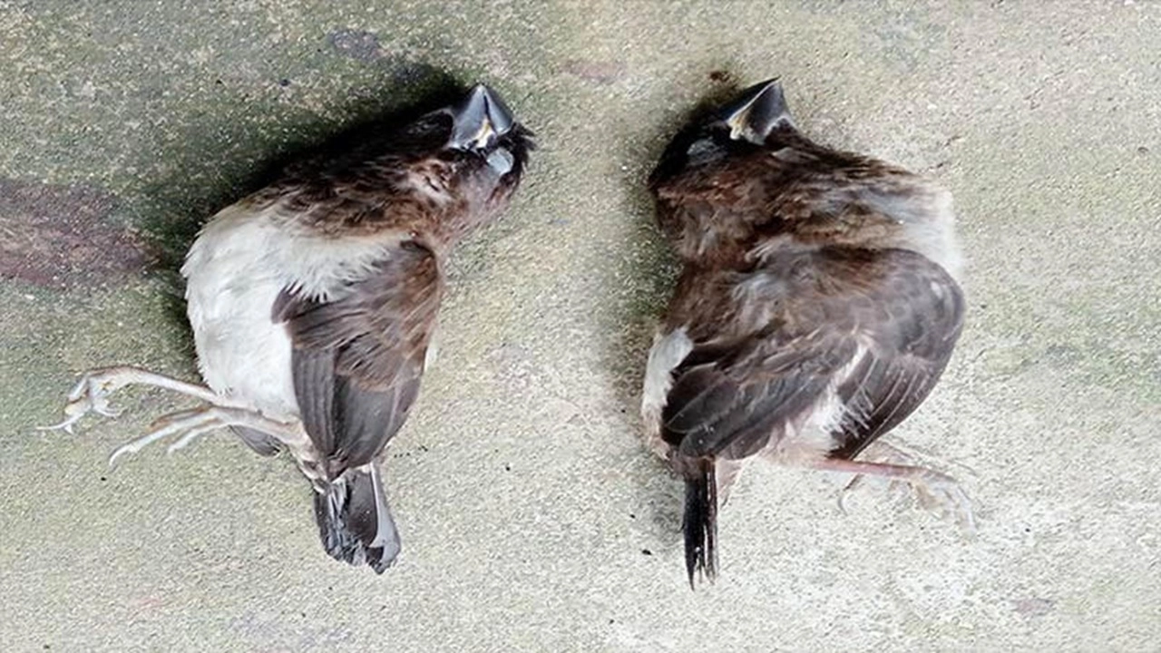 মারা যাওয়া পাখি