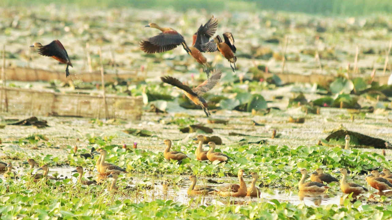 ঘাটাইল উপজেলার পদ্মকুড়ি বিলে শত শত সারলি হাঁস আশ্রয় নিয়েছে