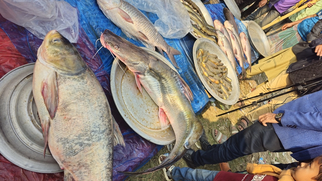 মাছের মেলা