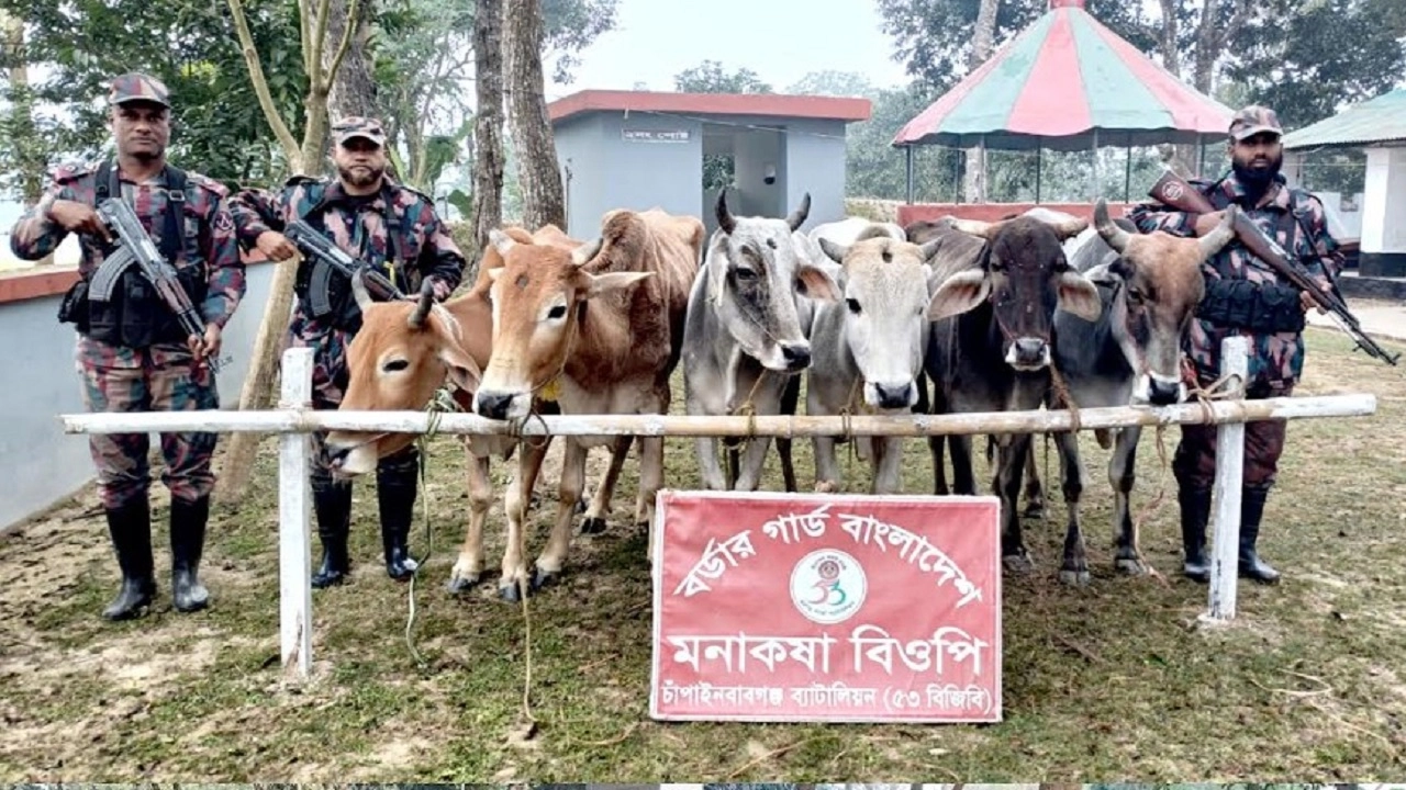 ভারত থেকে আসা ১৬টি গরু জব্দ