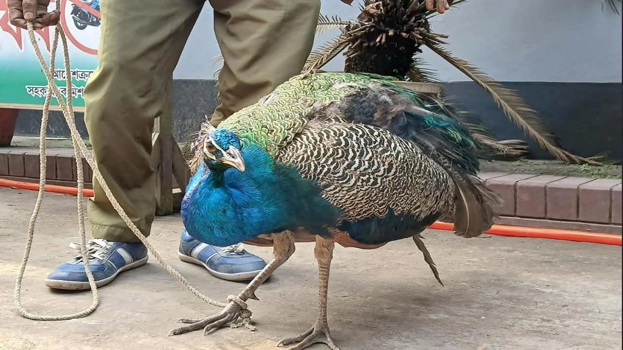 বিরল প্রজাতির ময়ূর