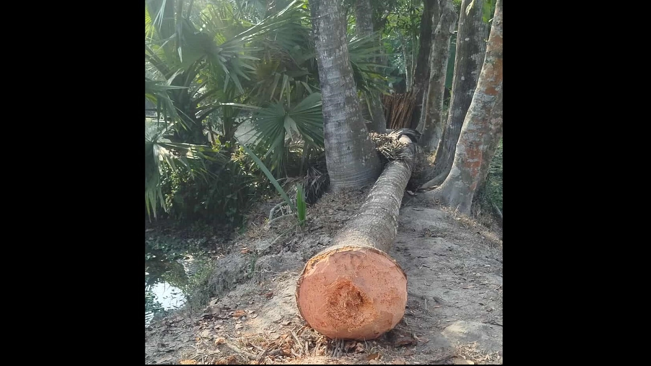 গাছের নিচে চাপা পড়ে শিশুর মৃত্যু