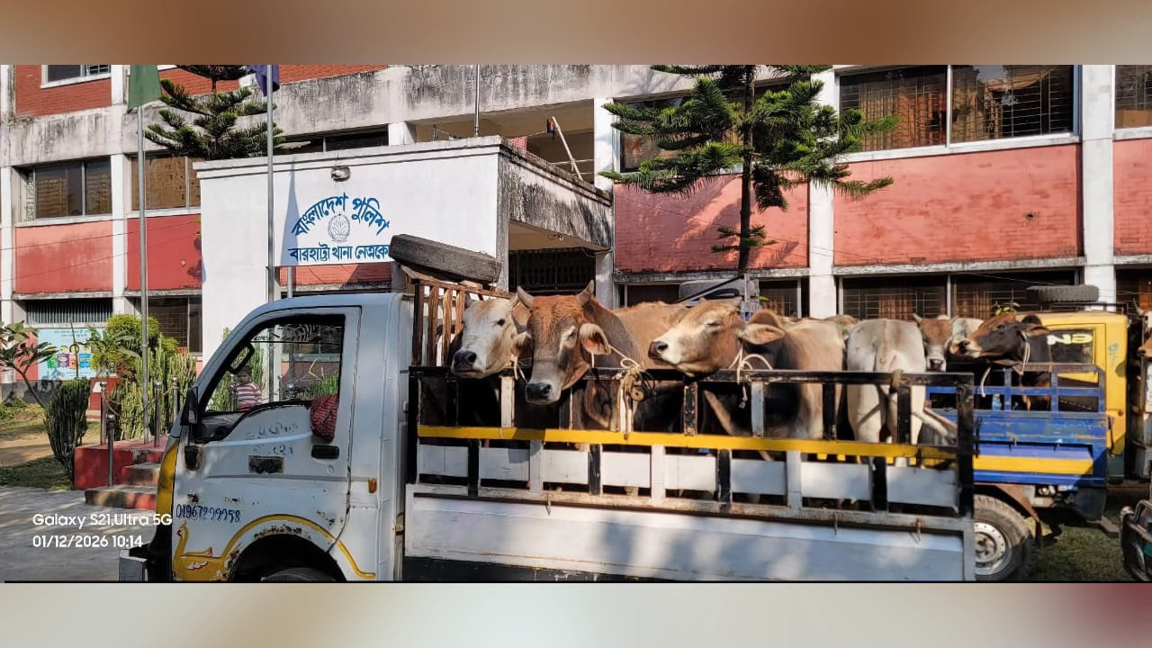 থানার সামনে জব্দ করা গরু ও পিকআপ