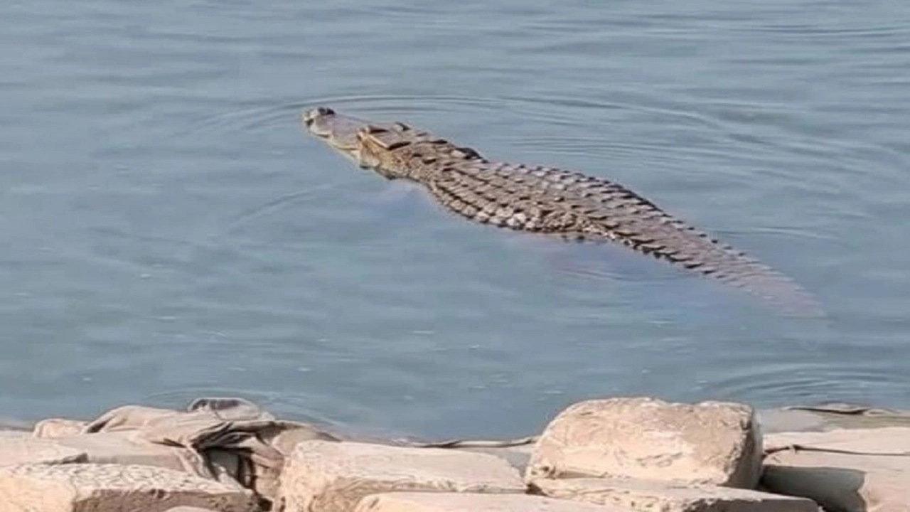 উড়াকান্দা এলাকায় পদ্মা নদীতে একটি কুমির ভেসে থাকতে দেখা গেছে।