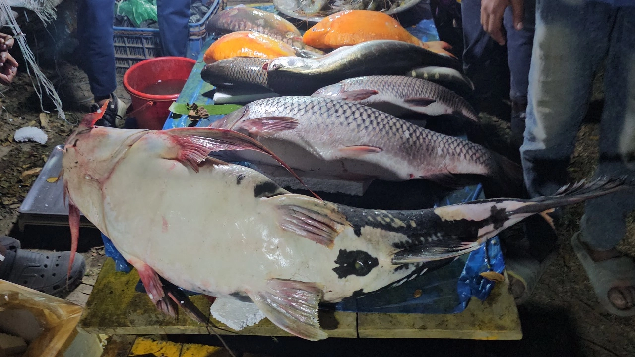 বাঘাইড় মাছ