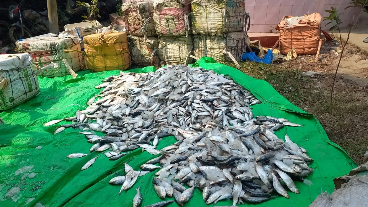 জাটকা মাছ