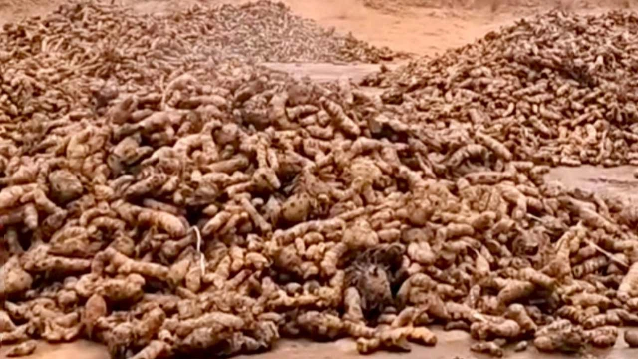 রোদে শুকানো হচ্ছে হলুদ